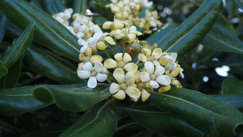 Pittosporum tobira / Pittosporo (pianta coltivata)